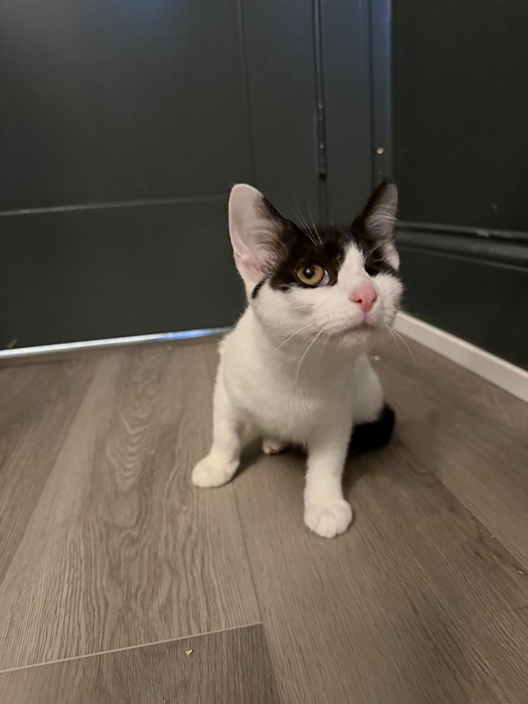 Enlarge Nick Purry, a Adoptable Domestic Short Hair in Chicago, IL image 3/6