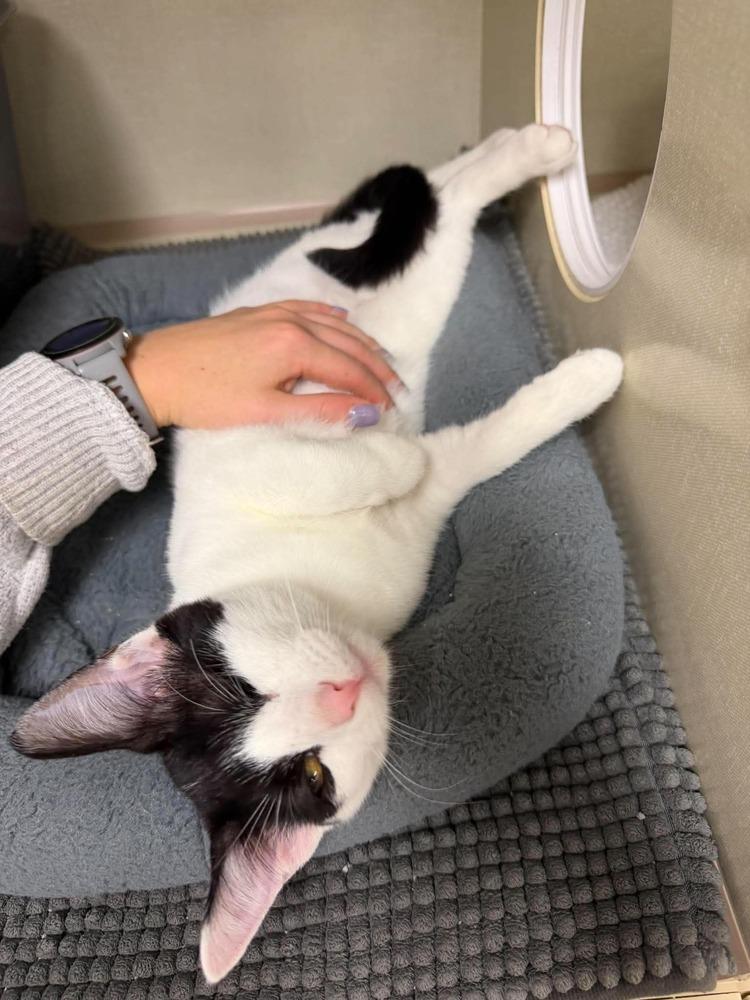 Enlarge Nick Purry, a Adoptable Domestic Short Hair in Chicago, IL image 5/6