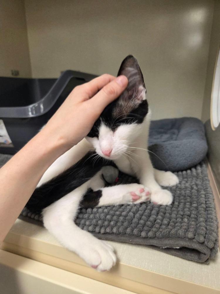 Enlarge Nick Purry, a Adoptable Domestic Short Hair in Chicago, IL image 6/6