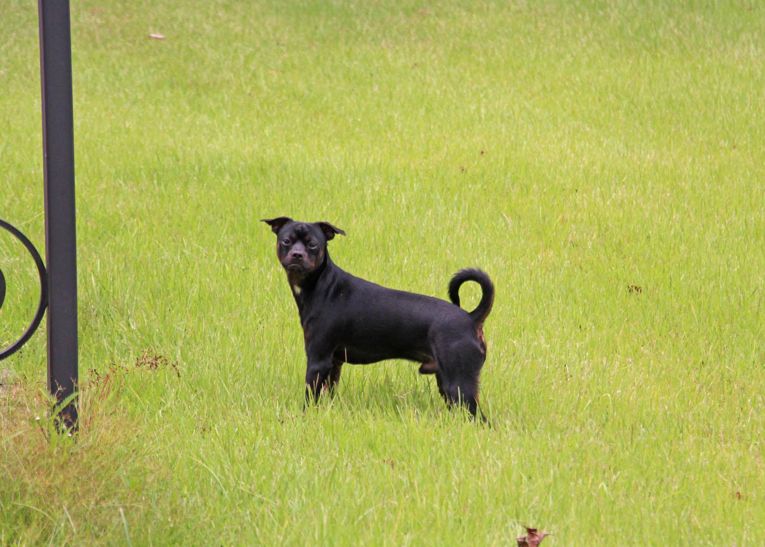 Enlarge Ulan, a Adopted mixed breed in Savannah, TN image 1/3