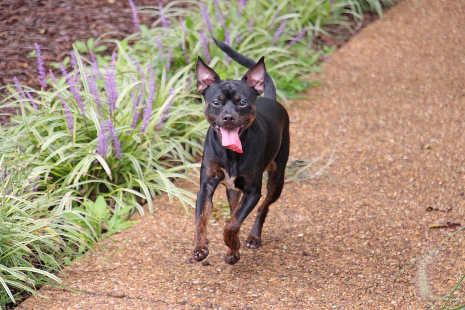 Enlarge Ulan, a Adopted mixed breed in Savannah, TN image 2/3