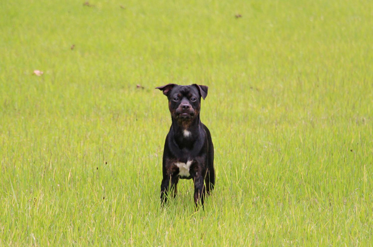 Ulan, Adopted, Young Male Boston Terrier.