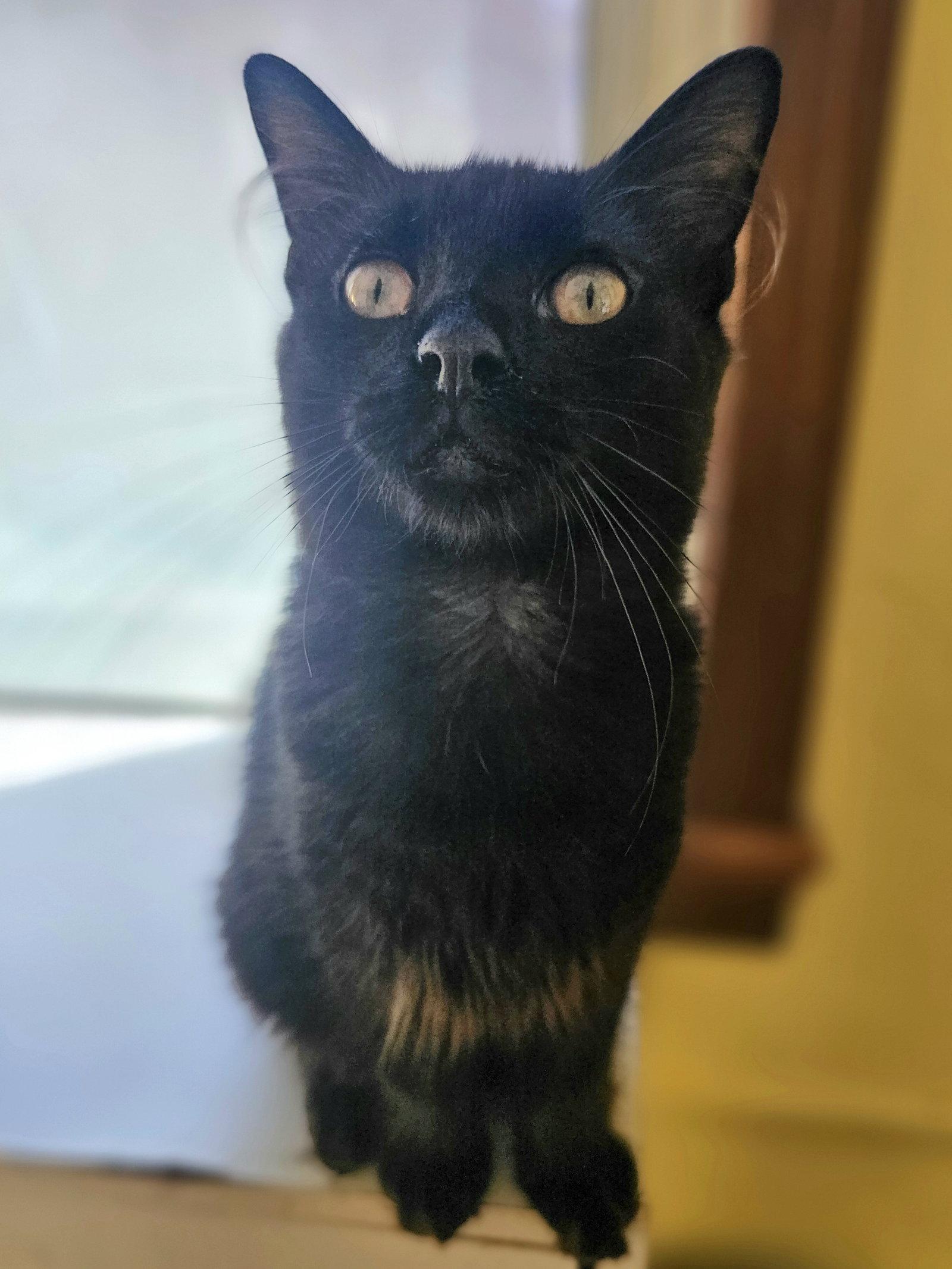 Enlarge Xavier, a Adopted Domestic Long Hair in Greenville, IL image 1/2