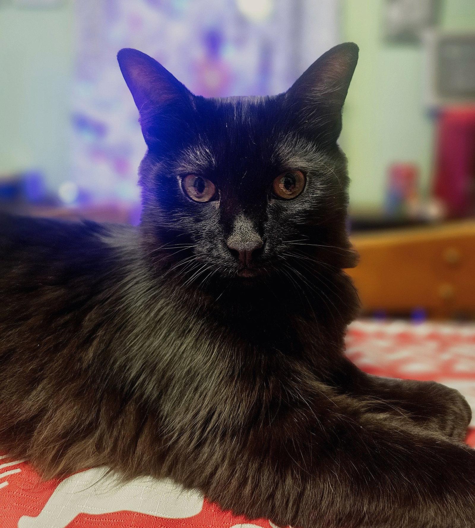 Enlarge Xavier, a Adopted Domestic Long Hair in Greenville, IL image 2/2