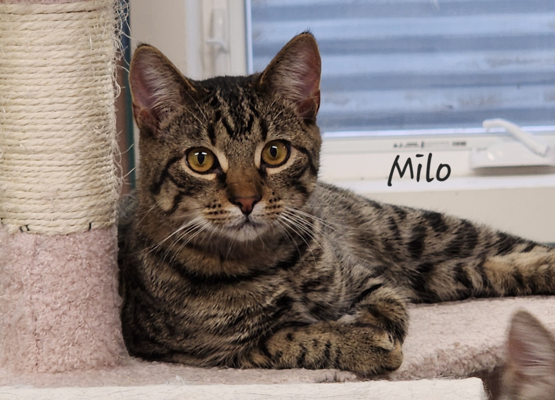 Milo, a Adoptable Domestic Short Hair in Waterloo, IA image 2/6