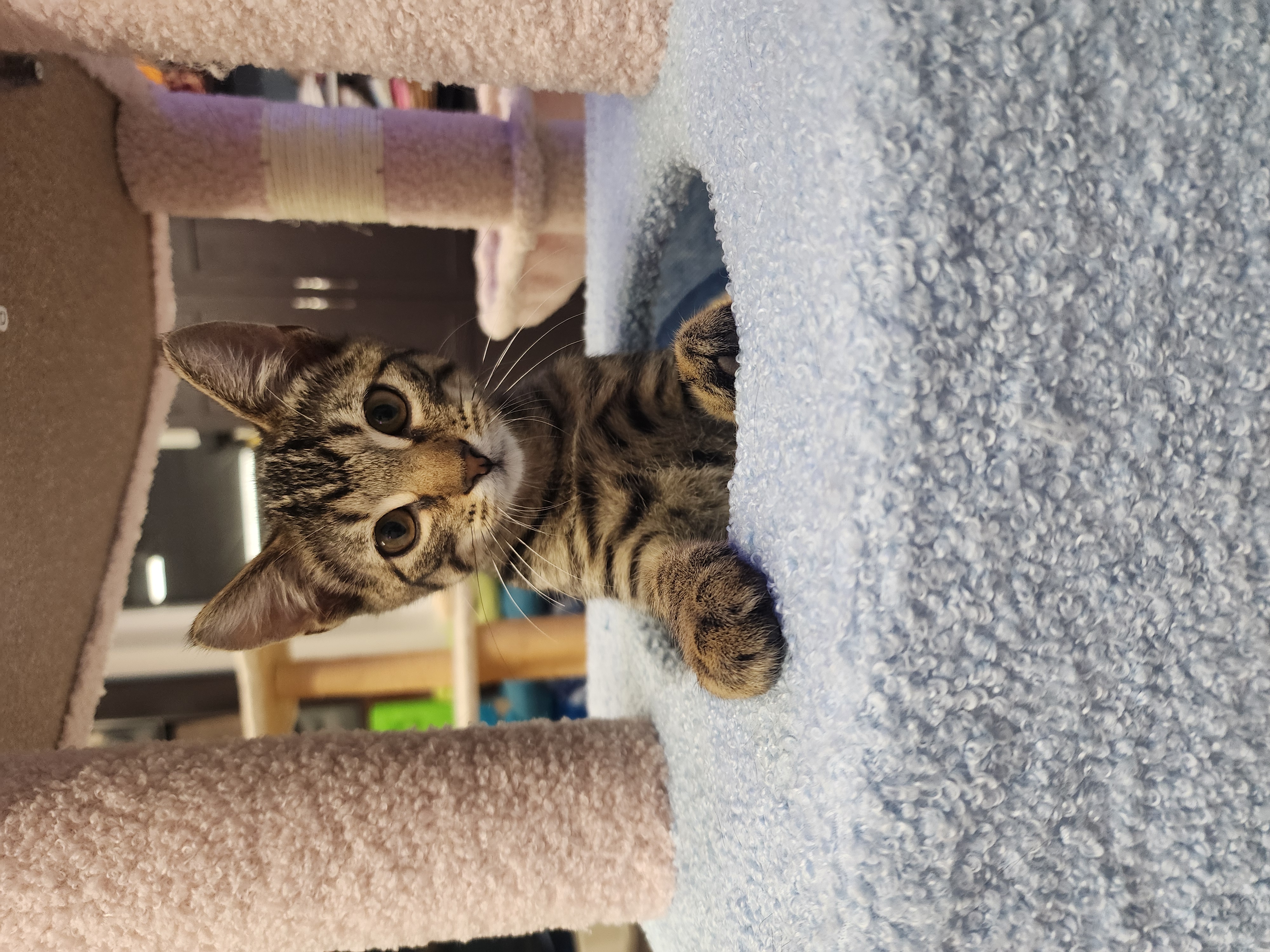 Milo, a Adoptable Domestic Short Hair in Waterloo, IA image 4/6