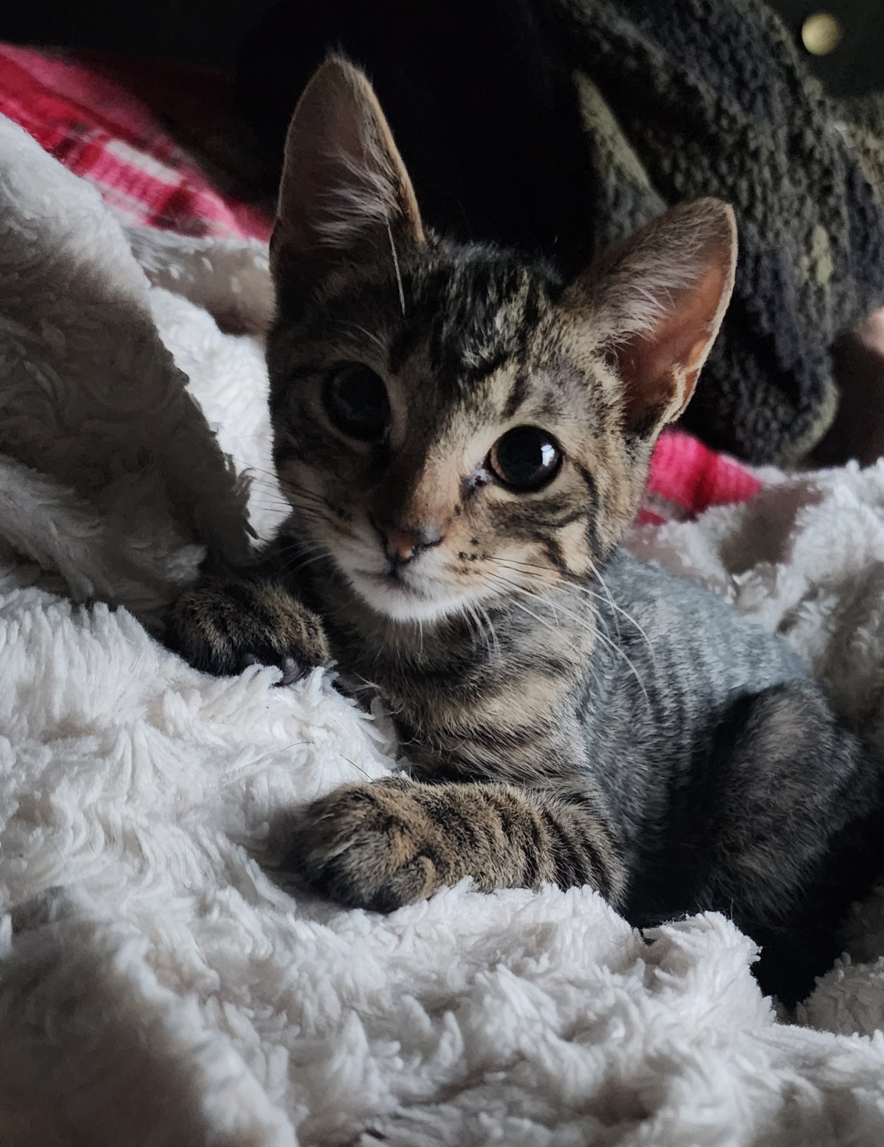 Milo, a Adoptable Domestic Short Hair in Waterloo, IA image 5/6