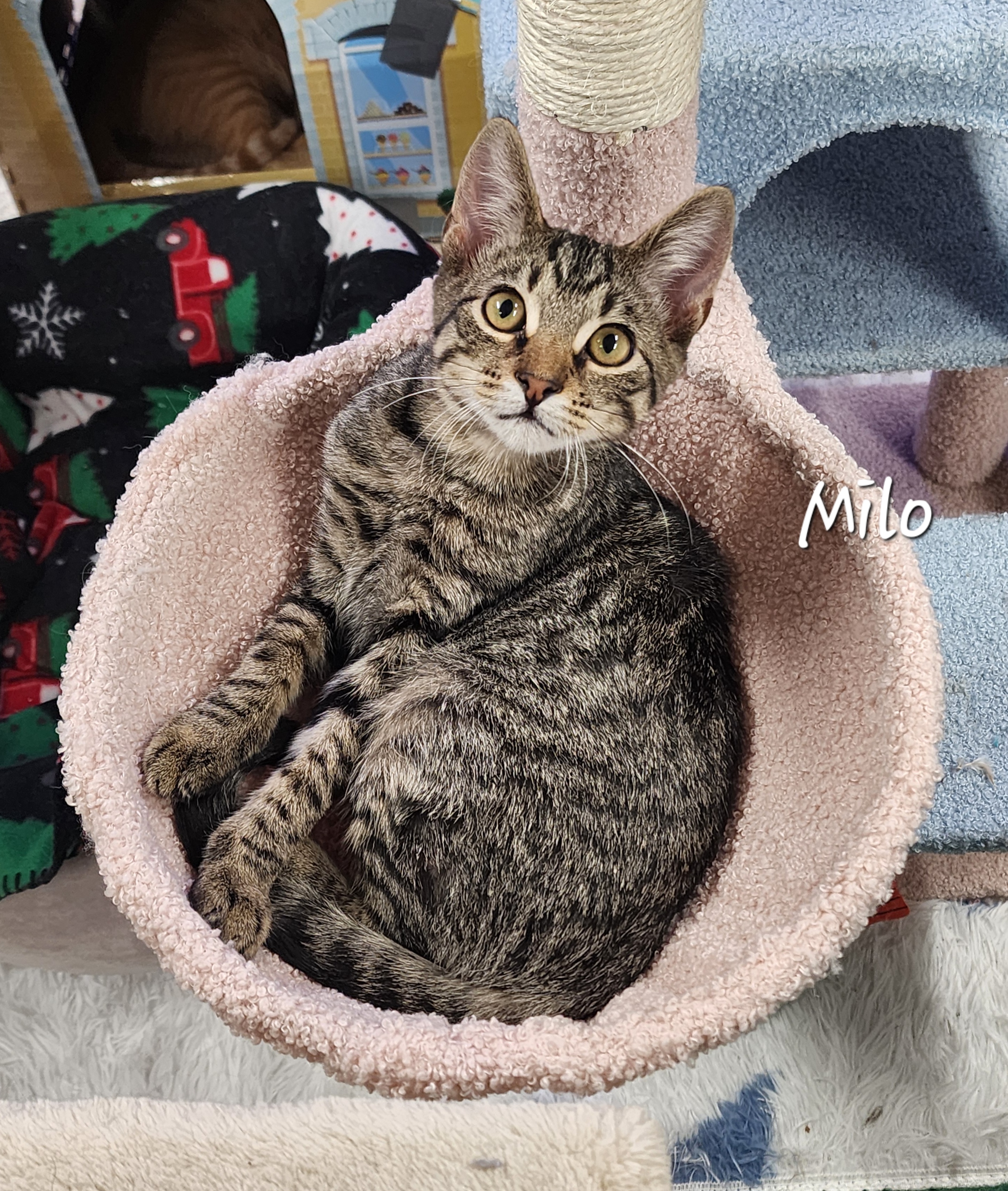 Milo, a Adoptable Domestic Short Hair in Waterloo, IA image 3/6