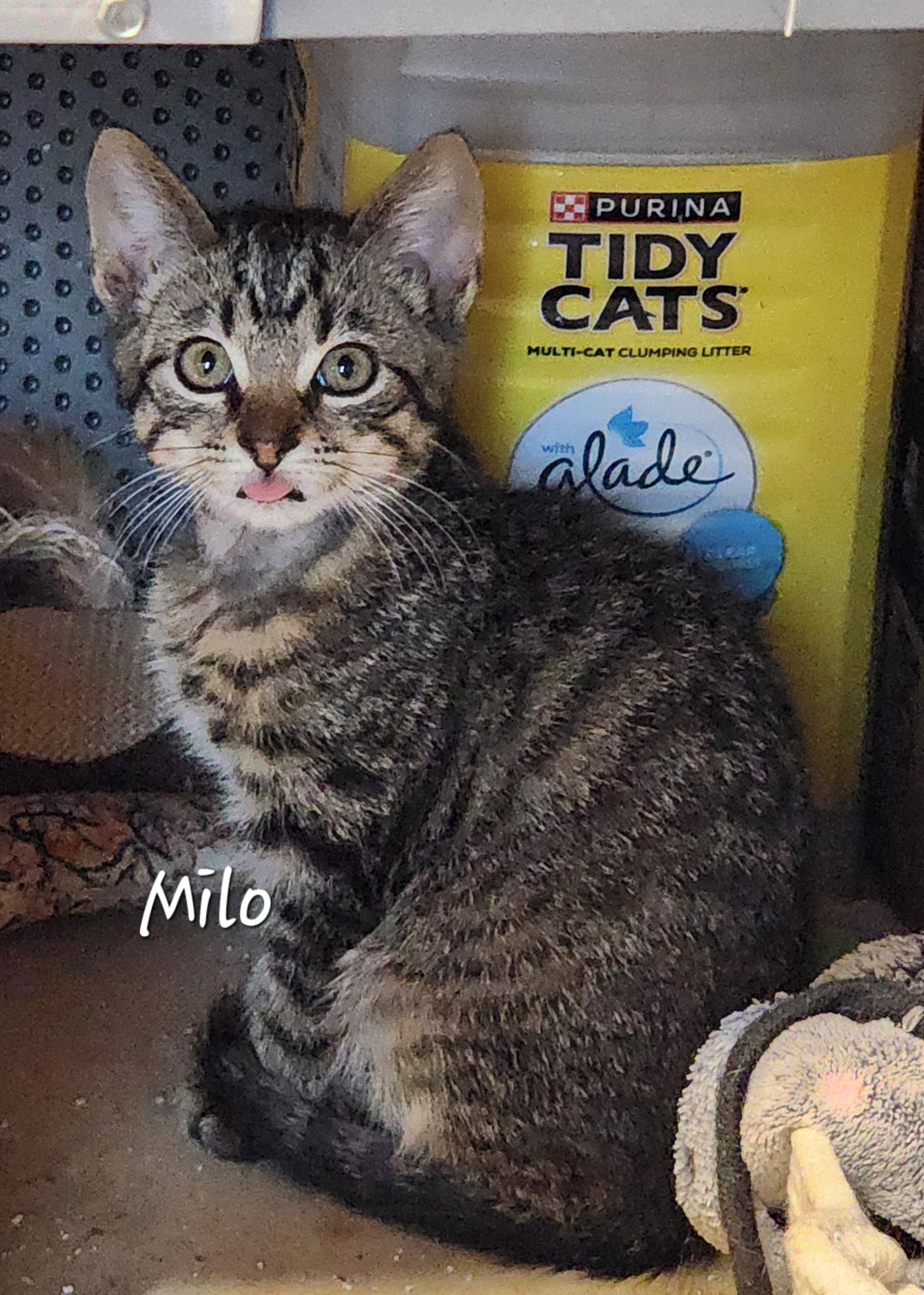 Milo, a Adoptable Domestic Short Hair in Waterloo, IA image 6/6