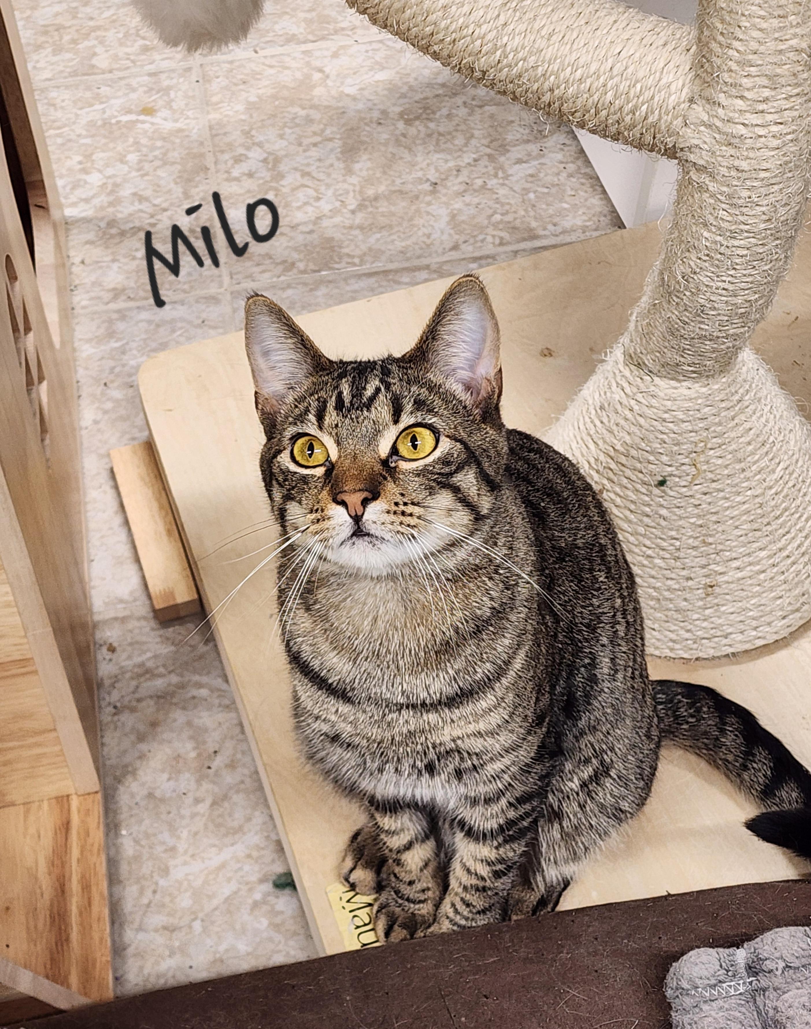 Milo, a Adoptable Domestic Short Hair in Waterloo, IA image 1/6