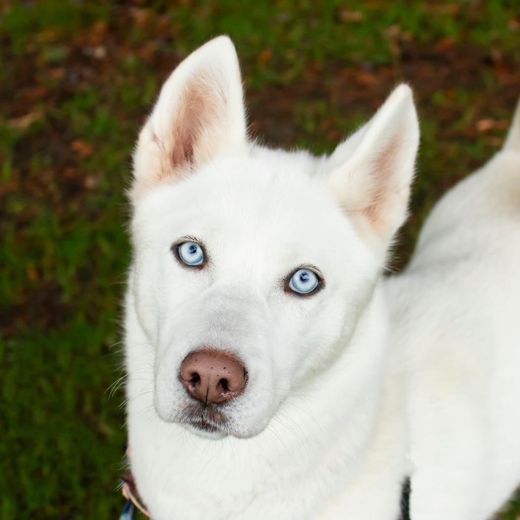 Enlarge Lucy, a Adoptable mixed breed in Middletown, RI image 1/2