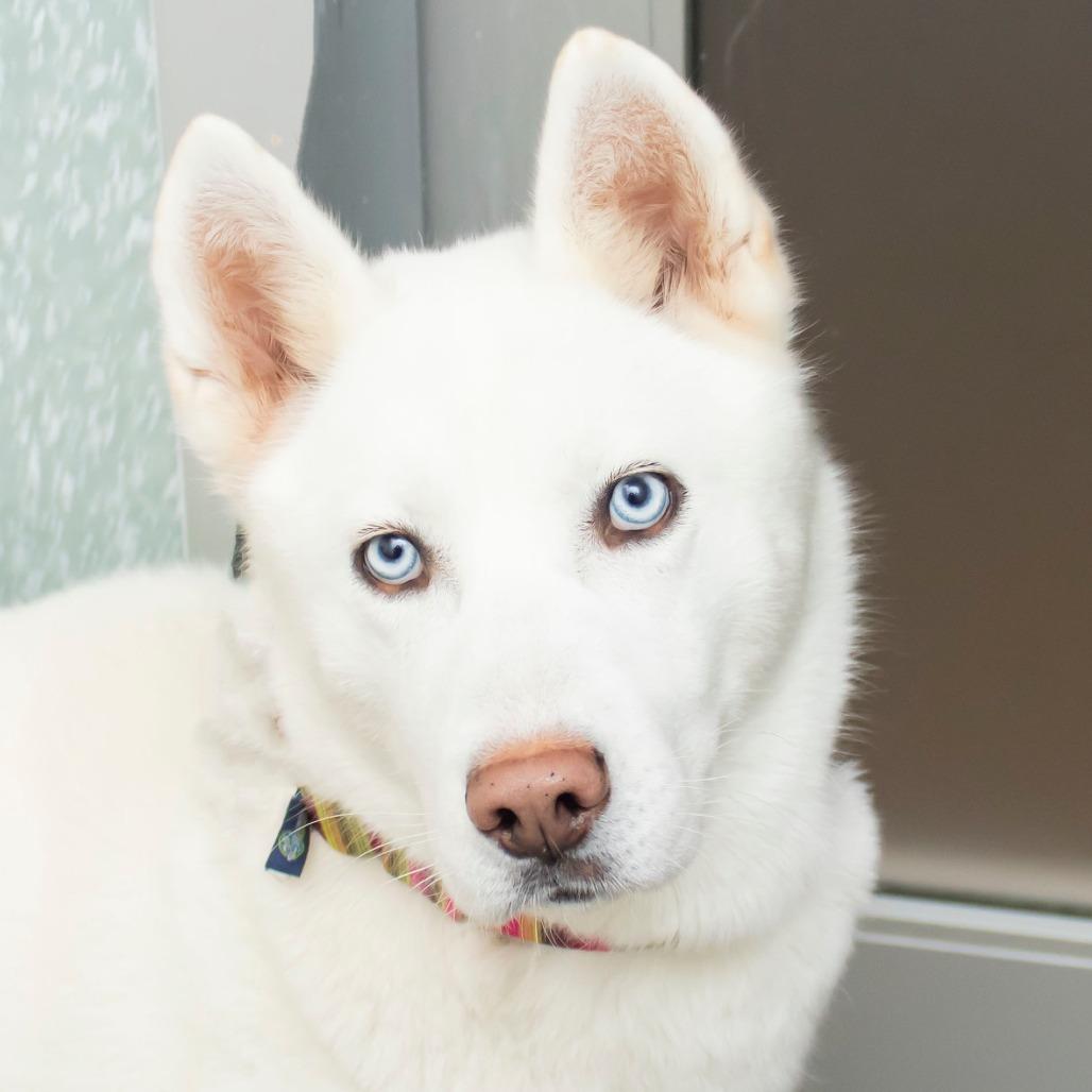 Enlarge Lucy, a Adoptable mixed breed in Middletown, RI image 2/2