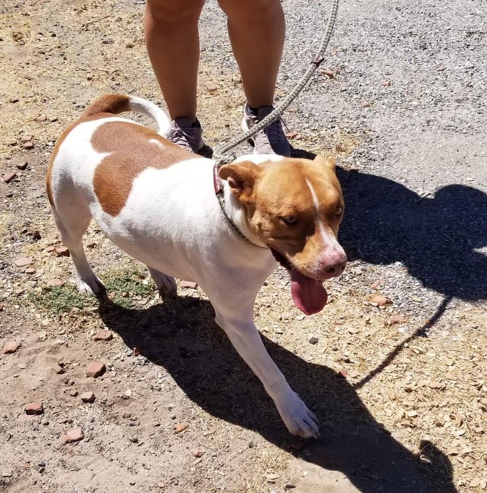 Sandy , ADOPTABLE, Adult Female Pit Bull Terrier & American Bully.