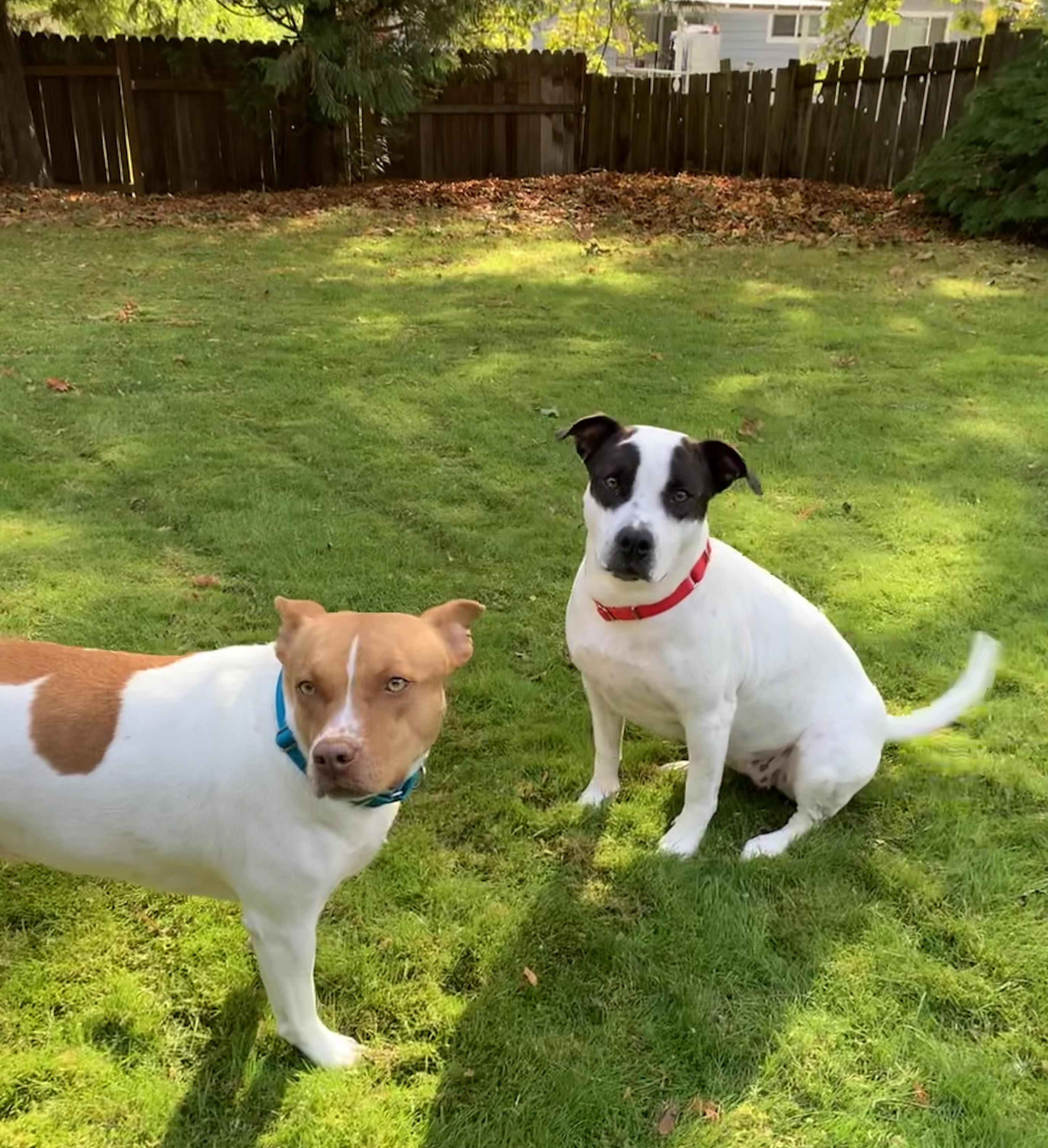 Sandy , a ADOPTABLE mixed breed in Corvallis, OR image 4/6