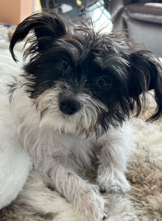 Crystal, a Adopted mixed breed in Merrill, WI image 1/3