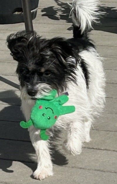 Crystal, a Adopted mixed breed in Merrill, WI image 2/3