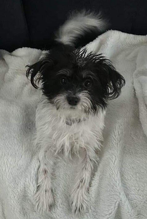 Crystal, a Adopted mixed breed in Merrill, WI image 3/3