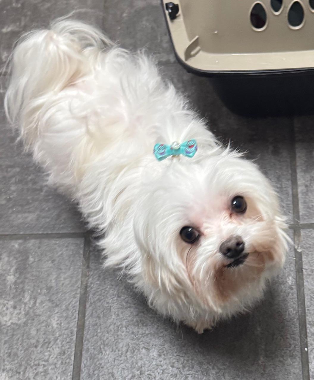 Cooper and Benny , a ADOPTABLE Maltese in Springfield, VA image 2/2