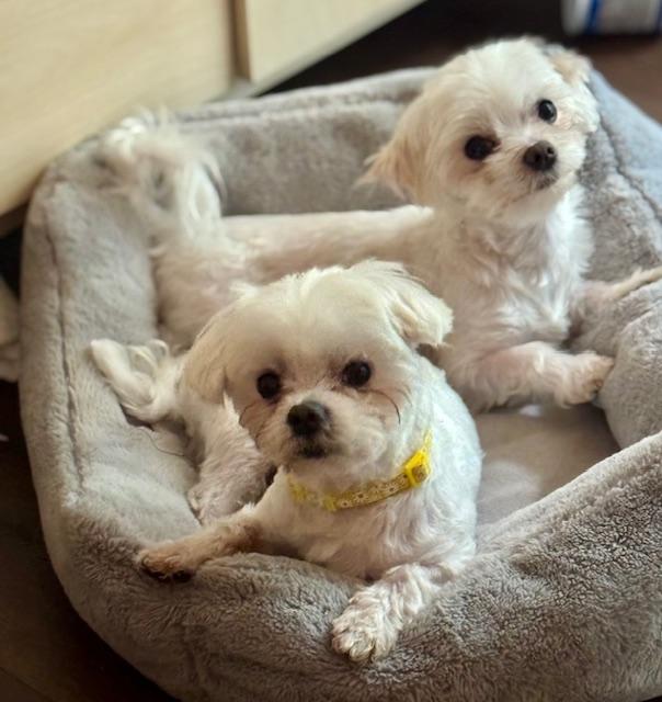 Cooper and Benny , ADOPTABLE, Adult Male Maltese.