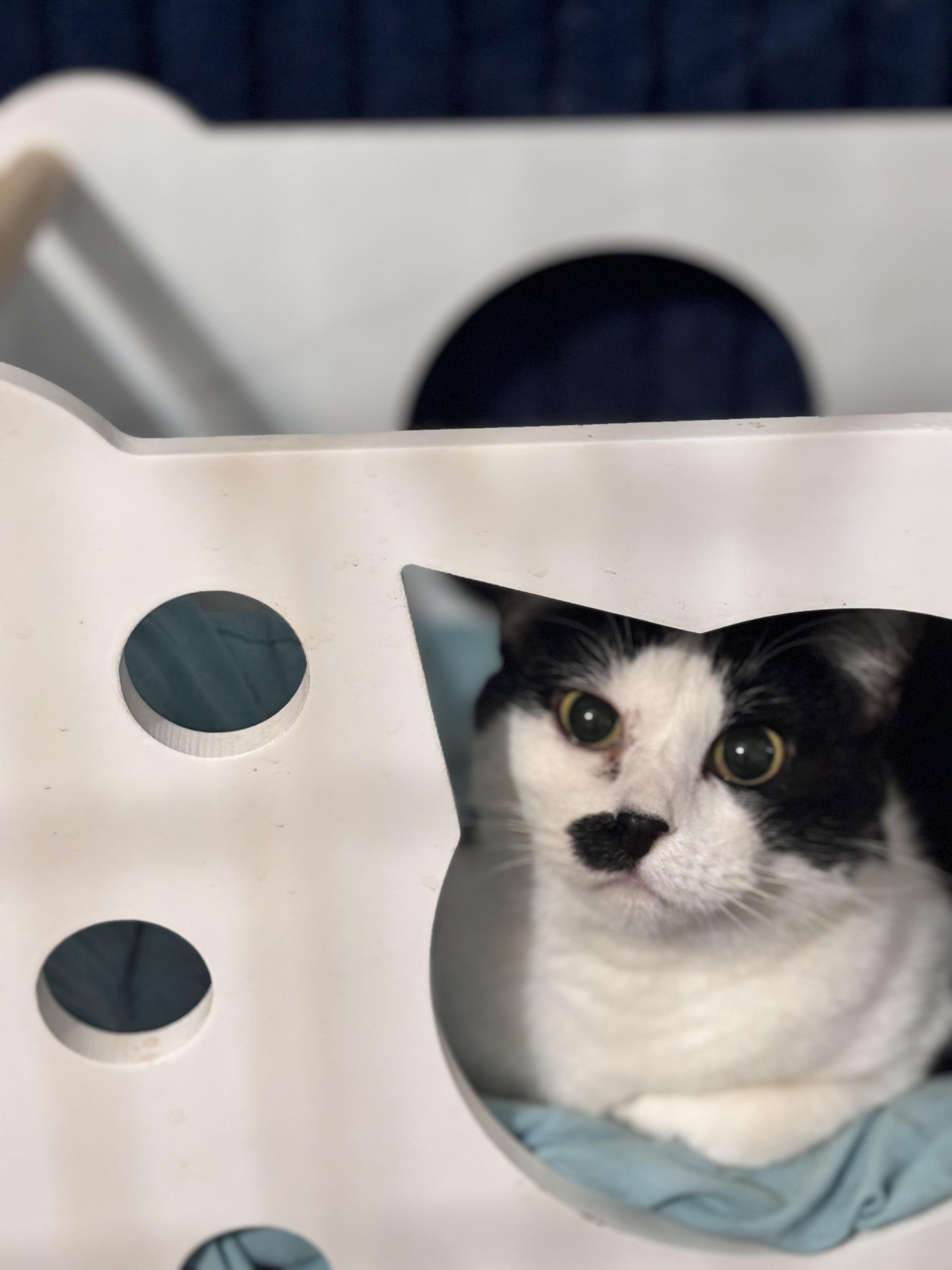 Enlarge Stacy, a ADOPTABLE Domestic Short Hair in Granite City, IL image 1/1