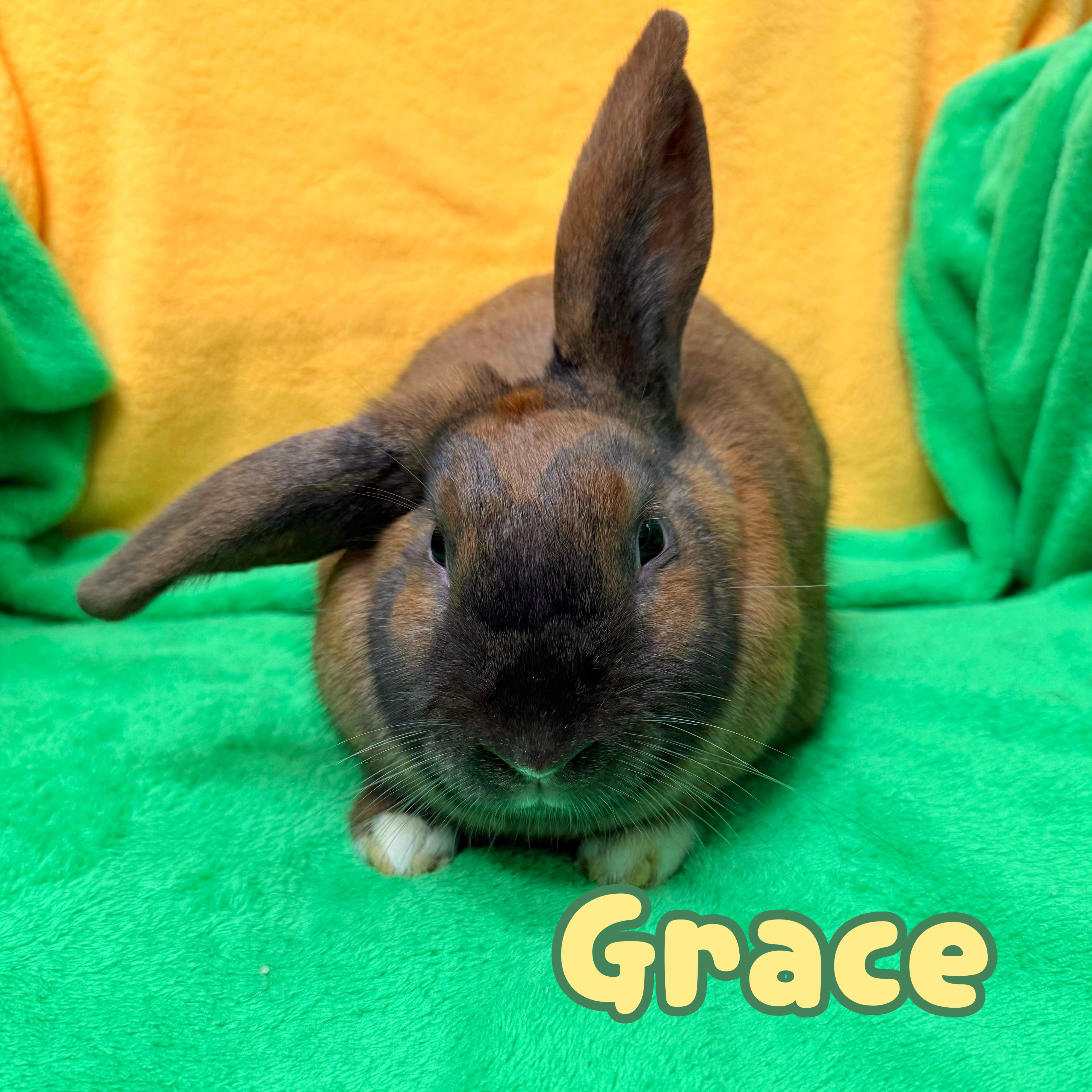 Grace, Adoptable, Young Female Bunny Rabbit.