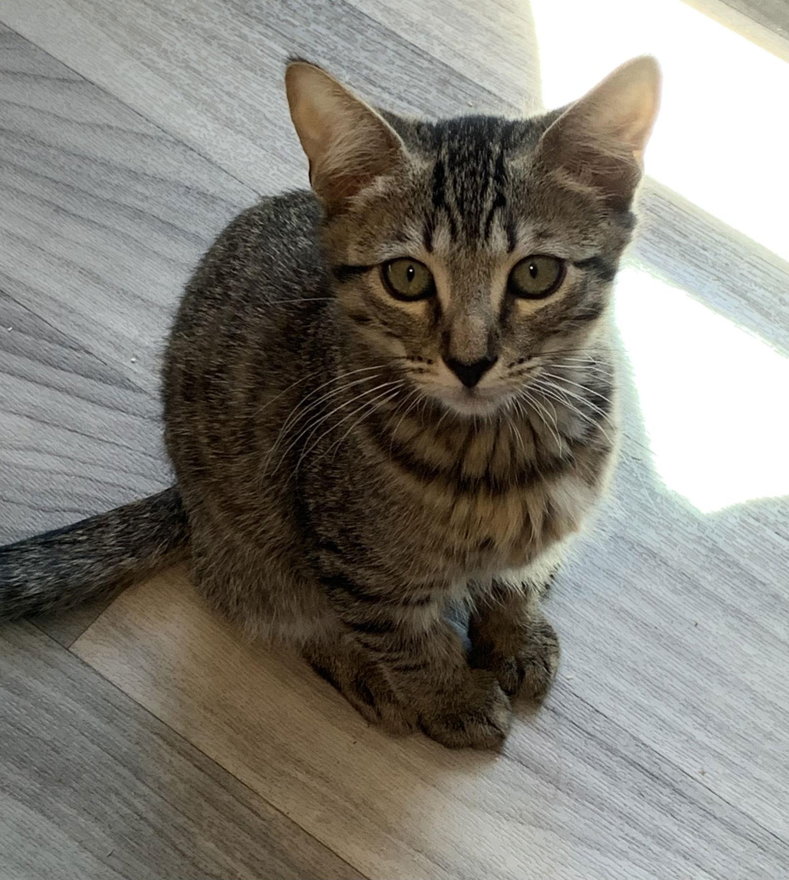 Ricky, Adopted, Kitten Male Domestic Short Hair.