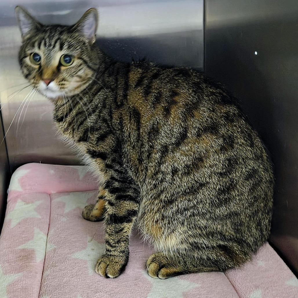 Toast, Adoptable, Young Male Domestic Short Hair & Domestic Short Hair.