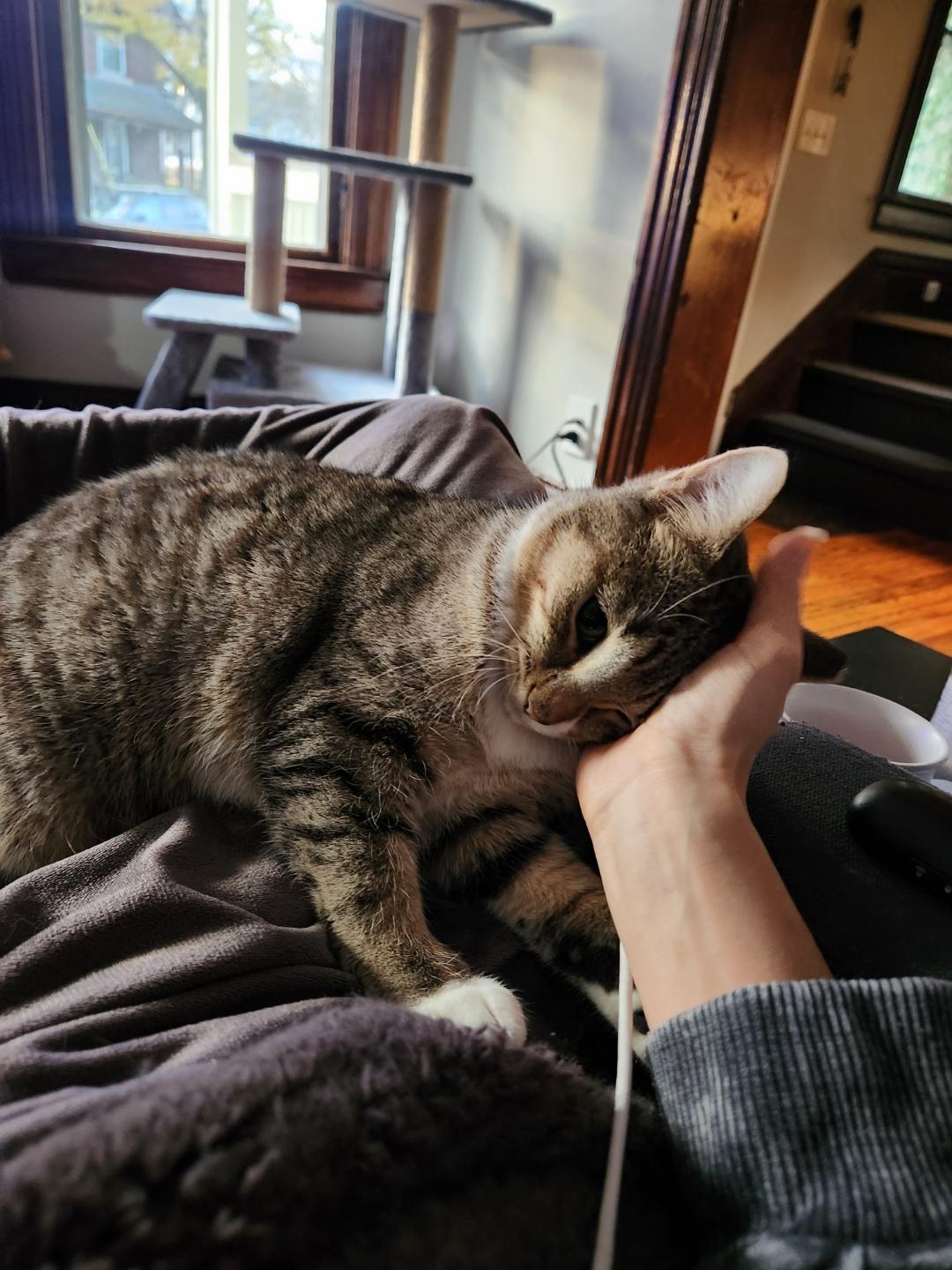 Honey, an adopted Domestic Short Hair in Rochester, NY image 3/5