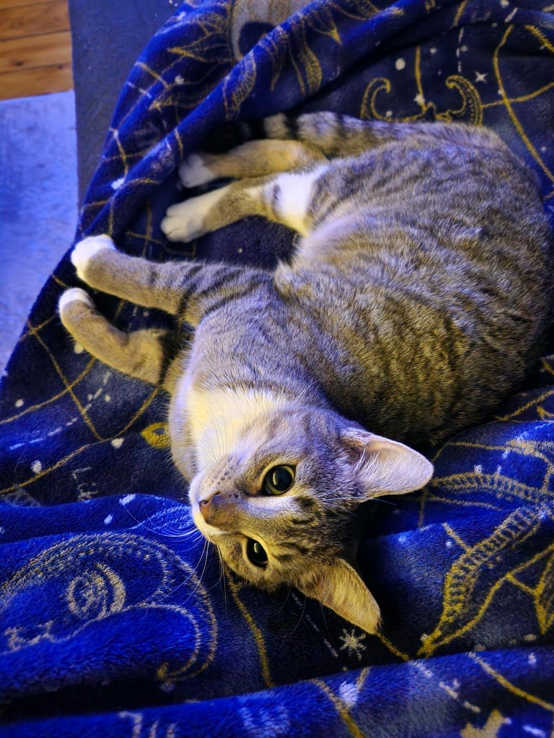 Honey, an adopted Domestic Short Hair in Rochester, NY image 4/5