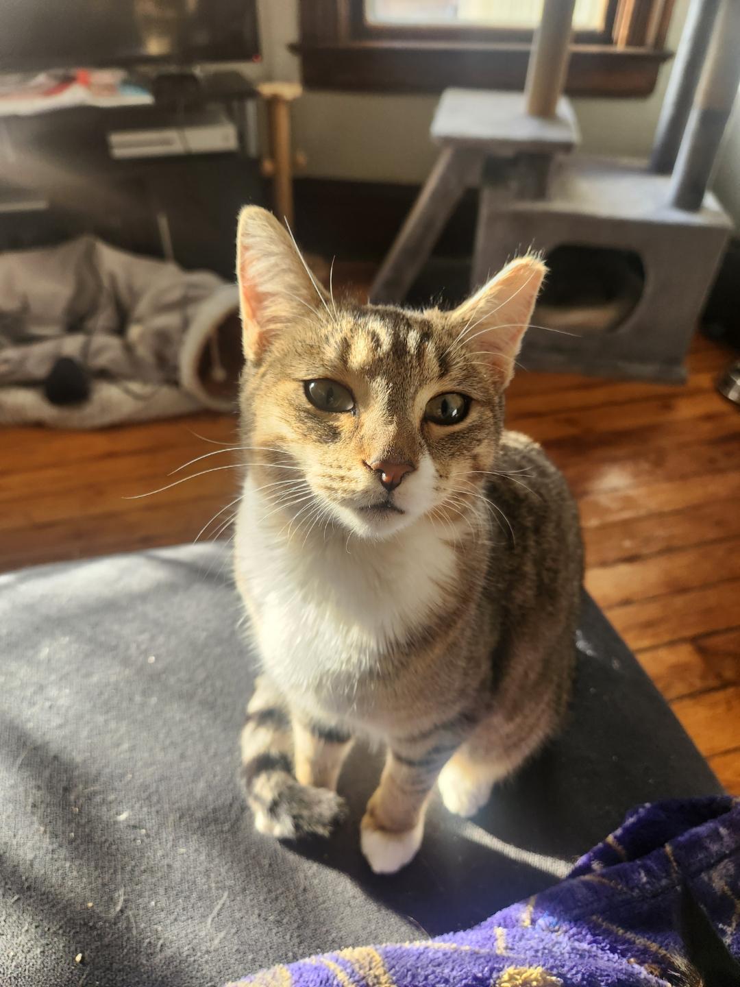 Honey, an adopted Domestic Short Hair in Rochester, NY image 5/5