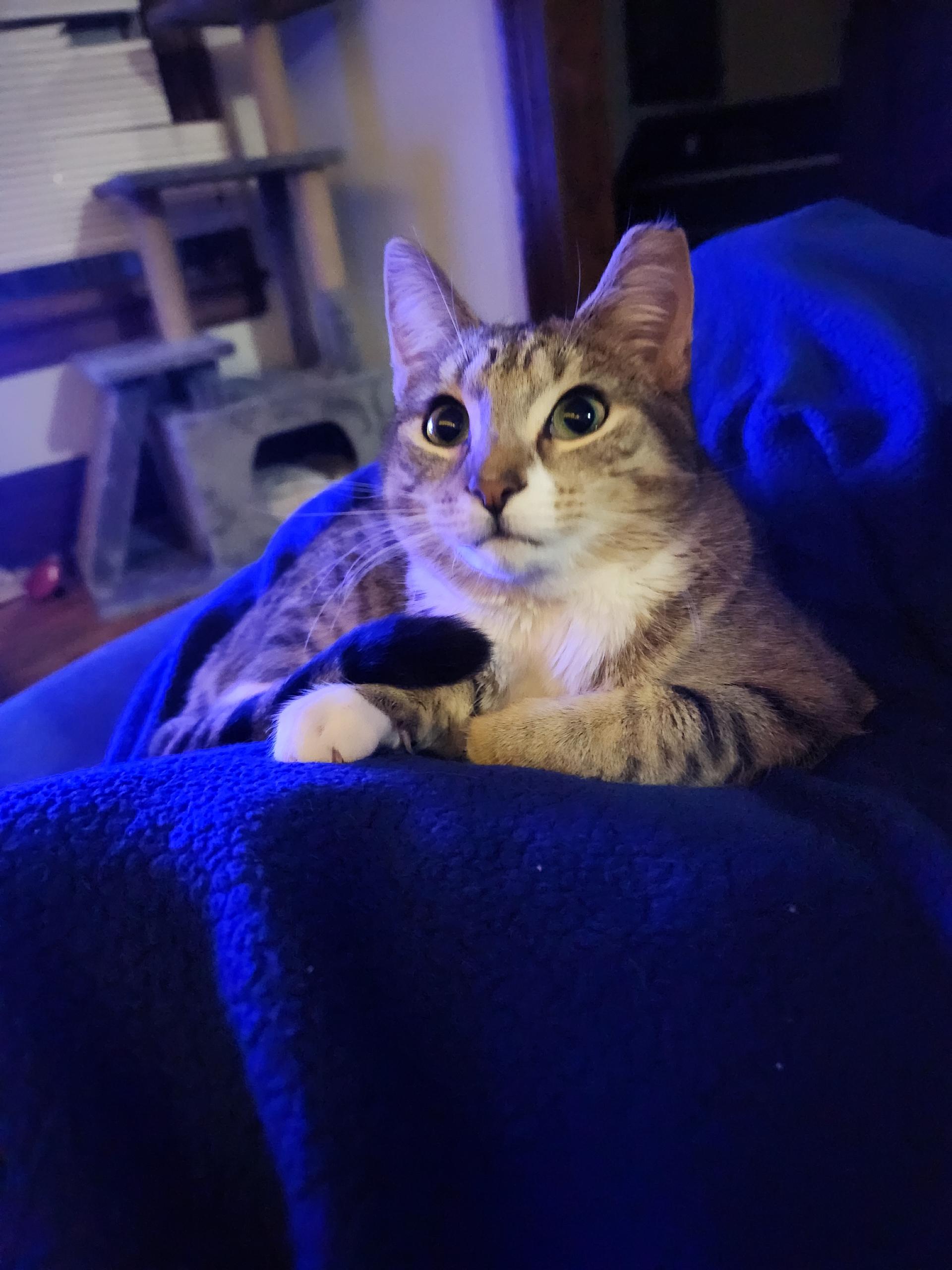 Honey, an adopted Domestic Short Hair in Rochester, NY image 1/5