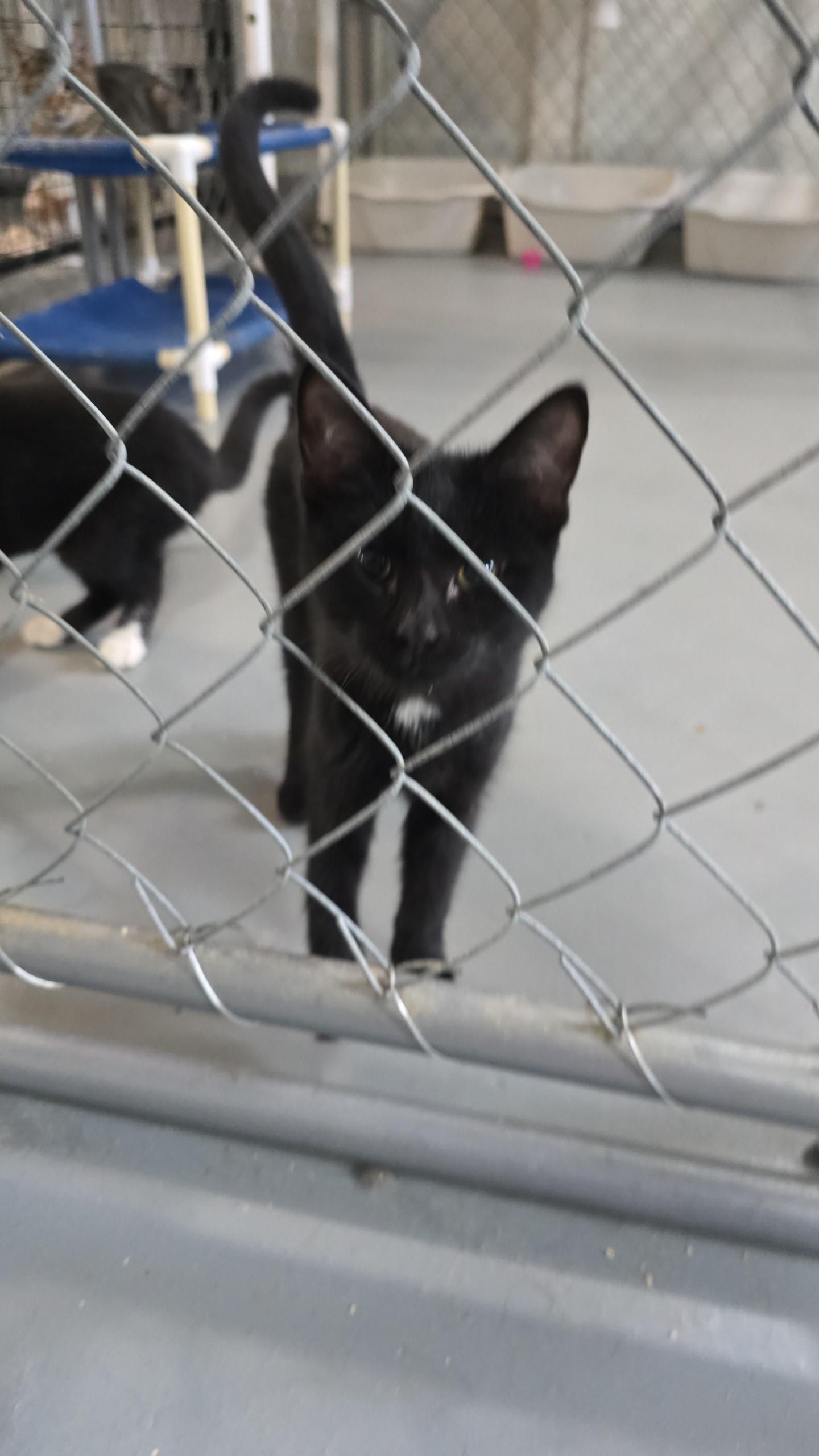 Henry, a Adoptable Domestic Short Hair in Iowa Falls, IA image 1/2