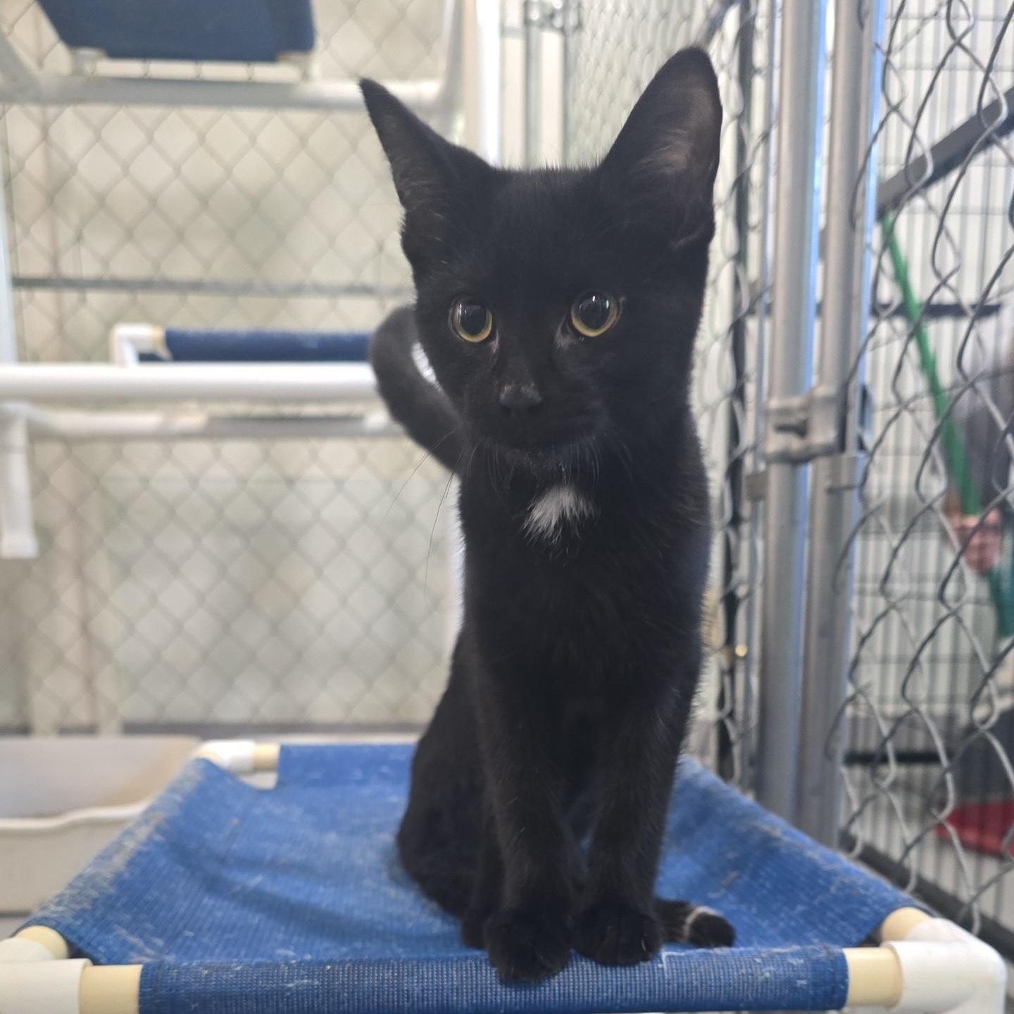 Henry, a Adoptable Domestic Short Hair in Iowa Falls, IA image 2/2