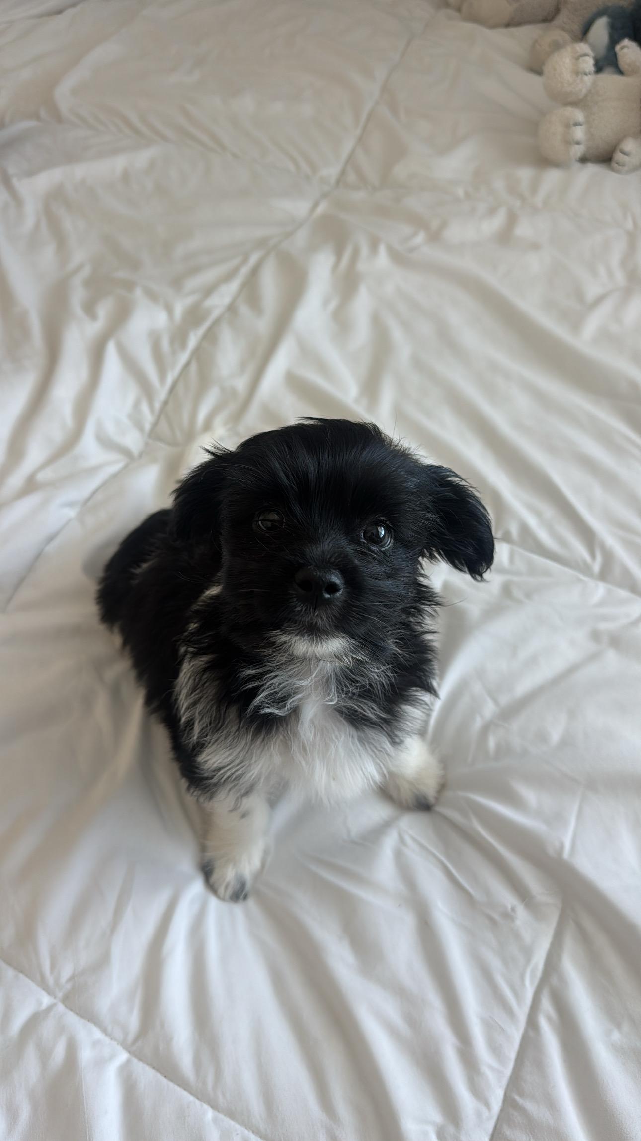 Ben, an adopted Shih Tzu in Pasadena, CA image 2/5