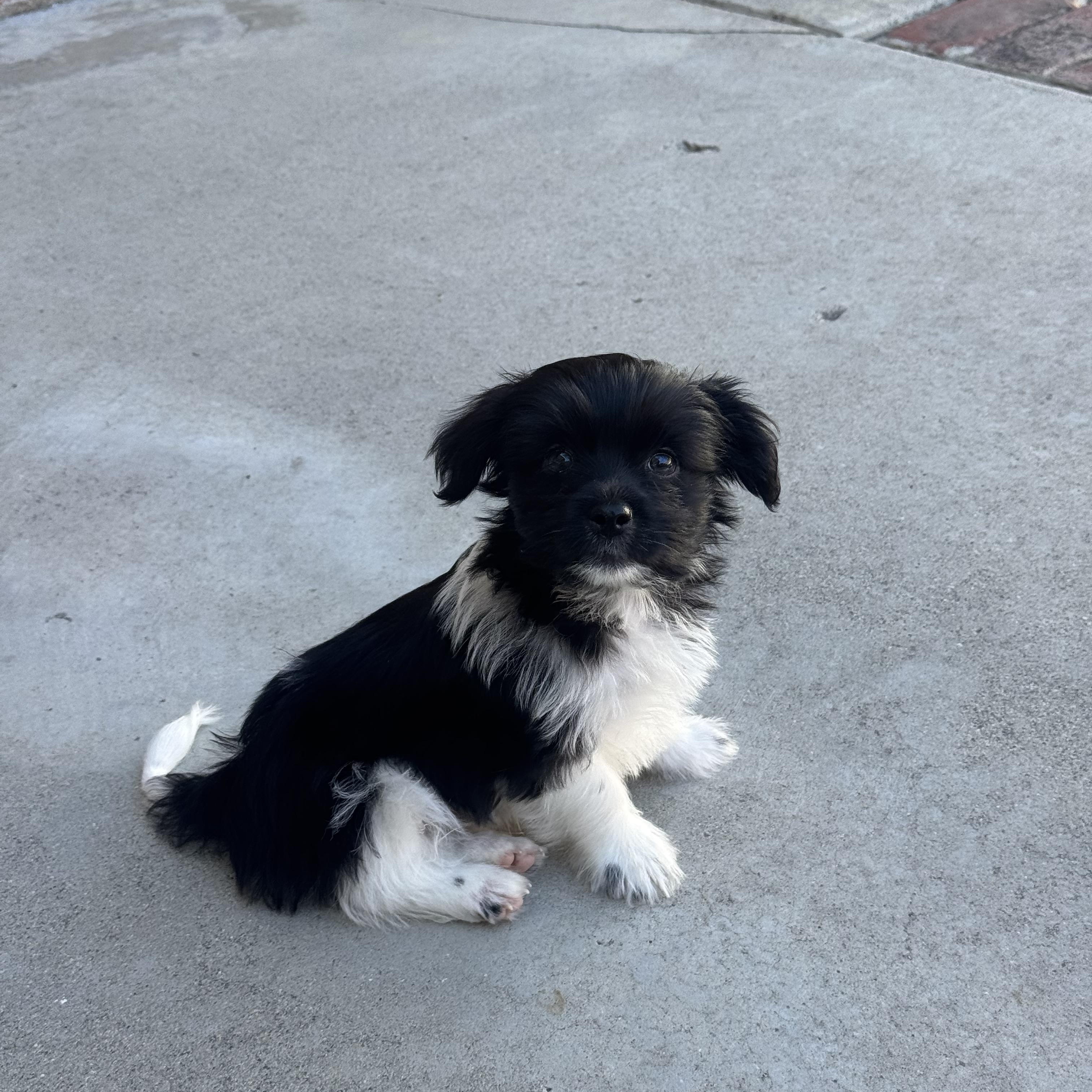 Ben, adopted, Puppy Male Shih Tzu.