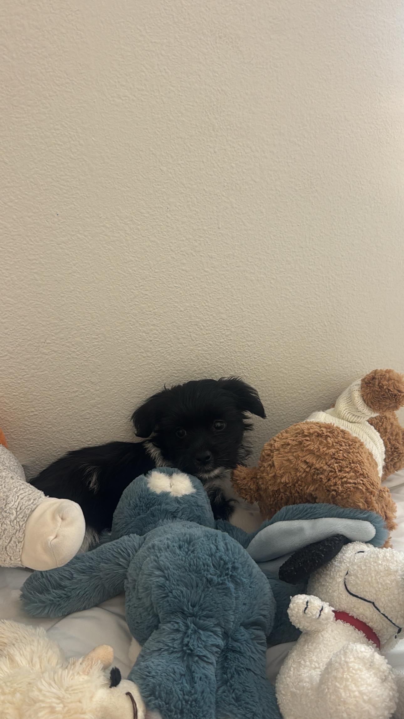 Ben, an adopted Shih Tzu in Pasadena, CA image 3/5