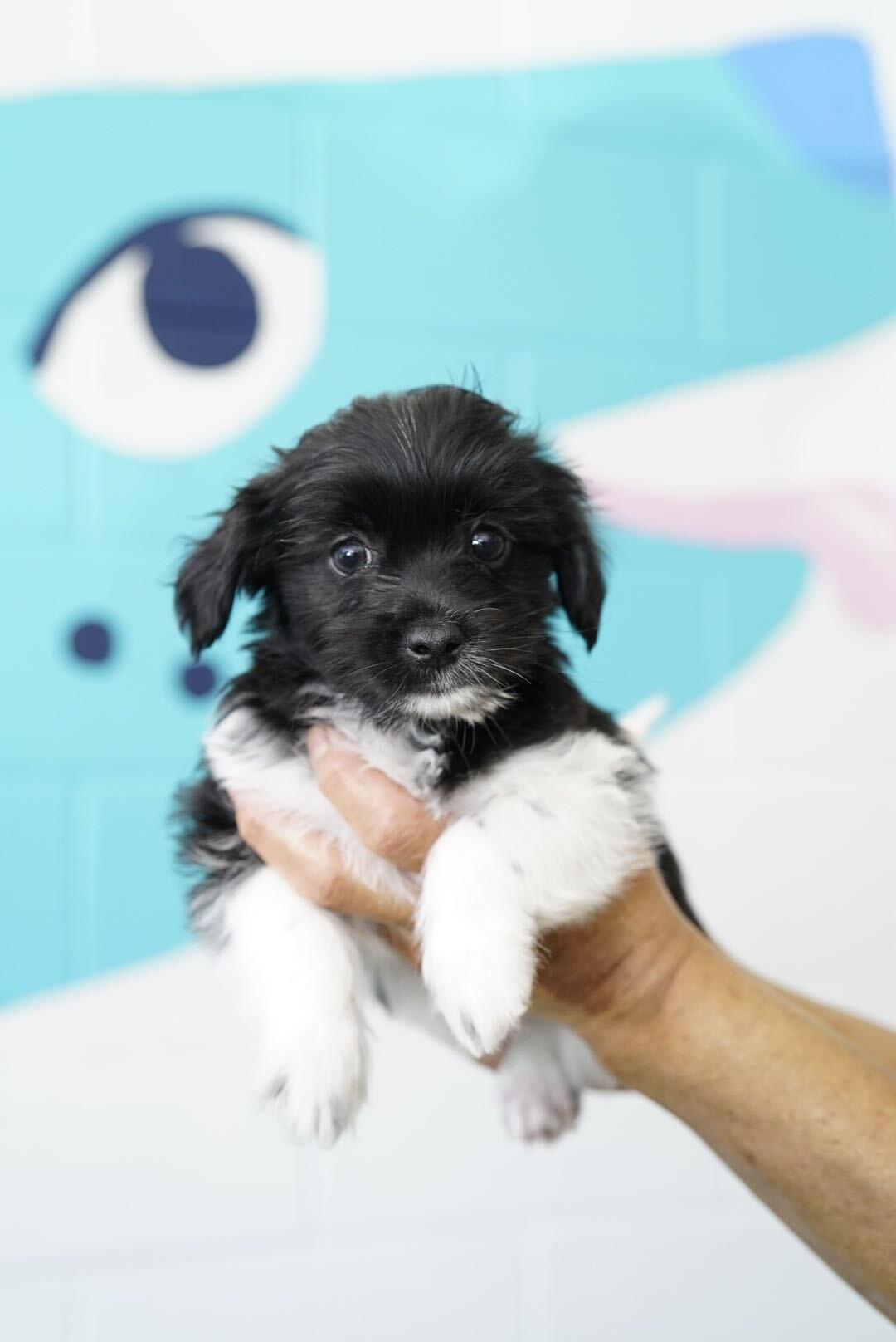Ben, an adopted Shih Tzu in Pasadena, CA image 5/5