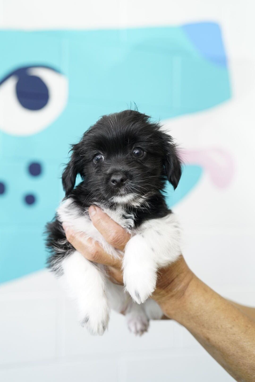Ben, an adopted Shih Tzu in Pasadena, CA image 4/5