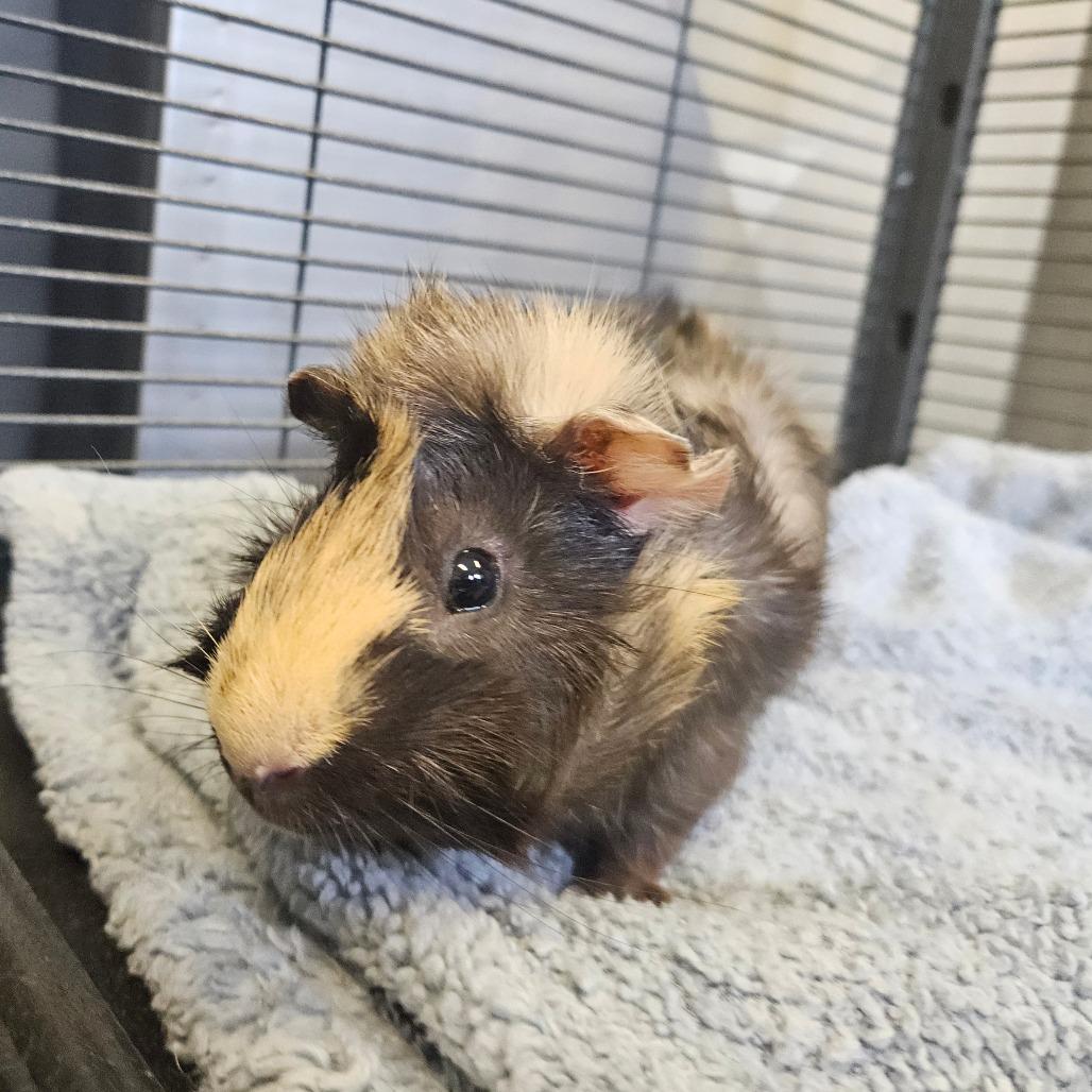 Enlarge Mac N Cheese, a Adoptable Peruvian in Conway, NH image 2/4