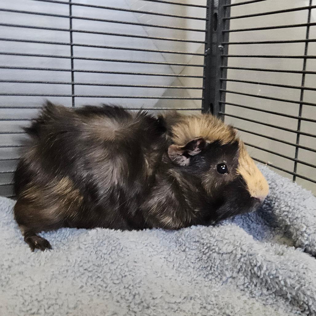 Enlarge Mac N Cheese, a Adoptable Peruvian in Conway, NH image 3/4