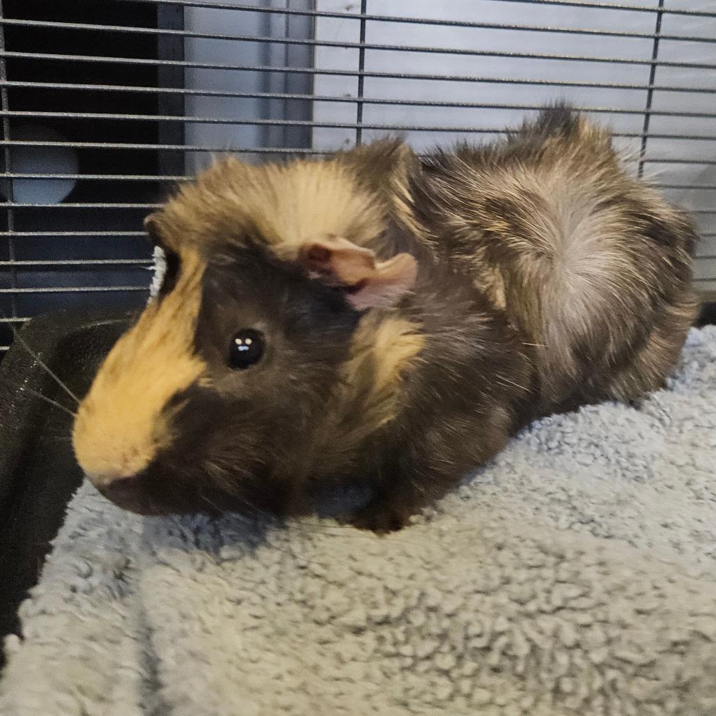 Enlarge Mac N Cheese, a Adoptable Peruvian in Conway, NH image 4/4