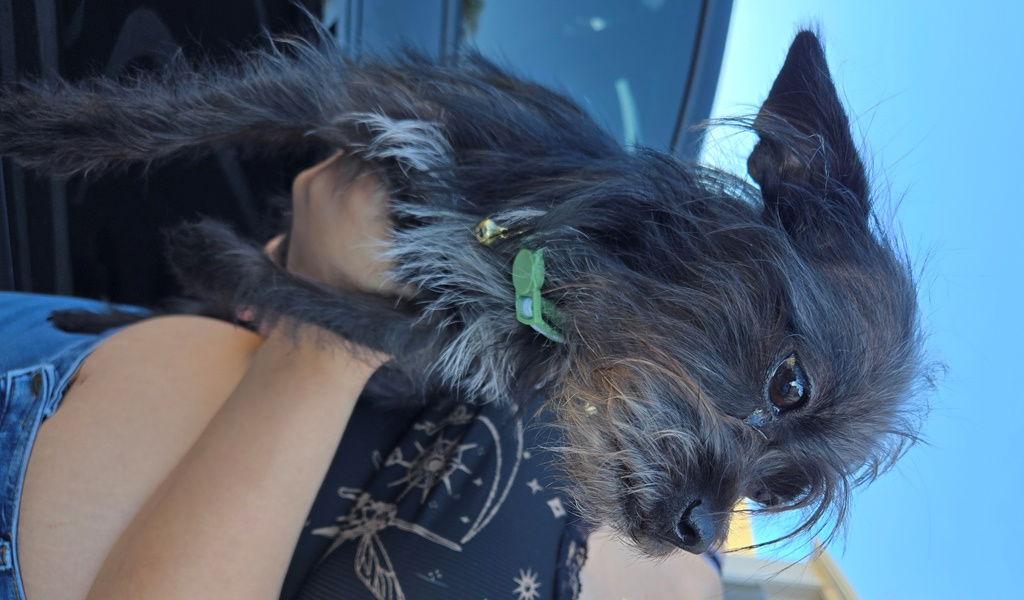 Enlarge Gypsy, a Adoptable mixed breed in San Antonio, TX image 1/3