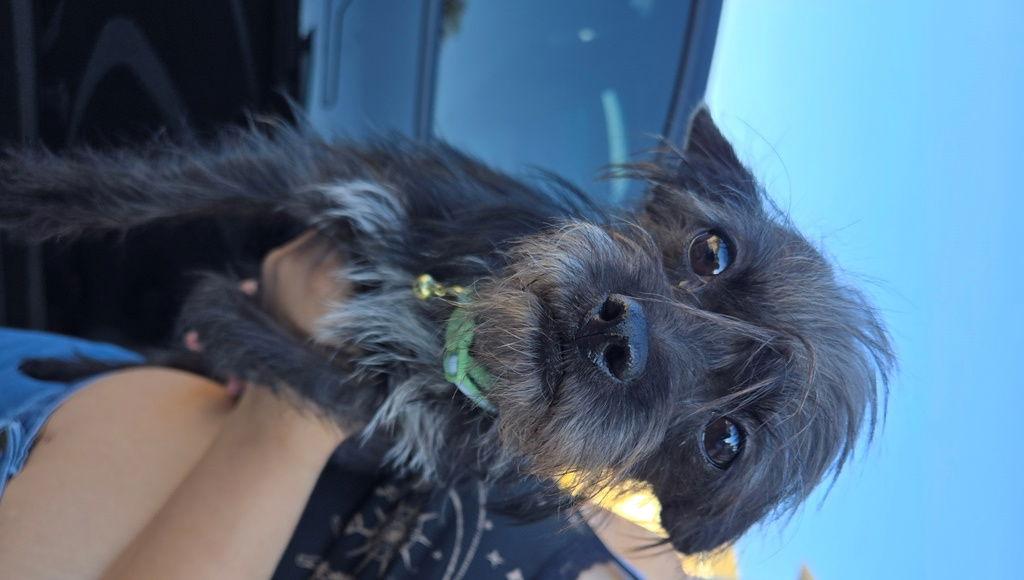 Enlarge Gypsy, a Adoptable mixed breed in San Antonio, TX image 2/3