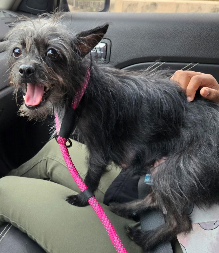 Enlarge Gypsy, a Adoptable mixed breed in San Antonio, TX image 3/3