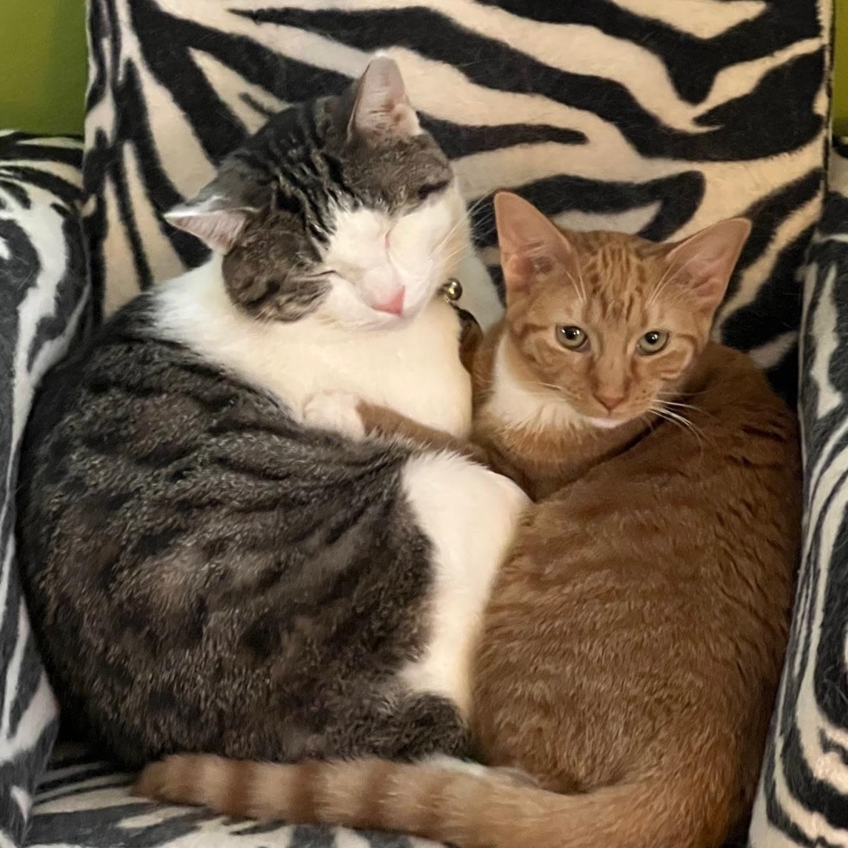 Blondie, an adoptable Domestic Short Hair in Milwaukee, WI, 53207 | Photo Image 2