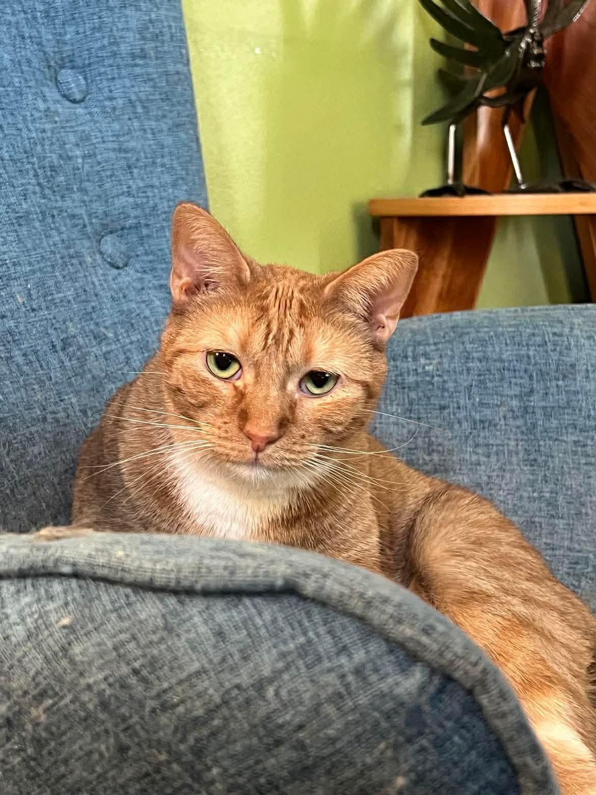 Blondie, Adoptable, Young Female Domestic Short Hair.