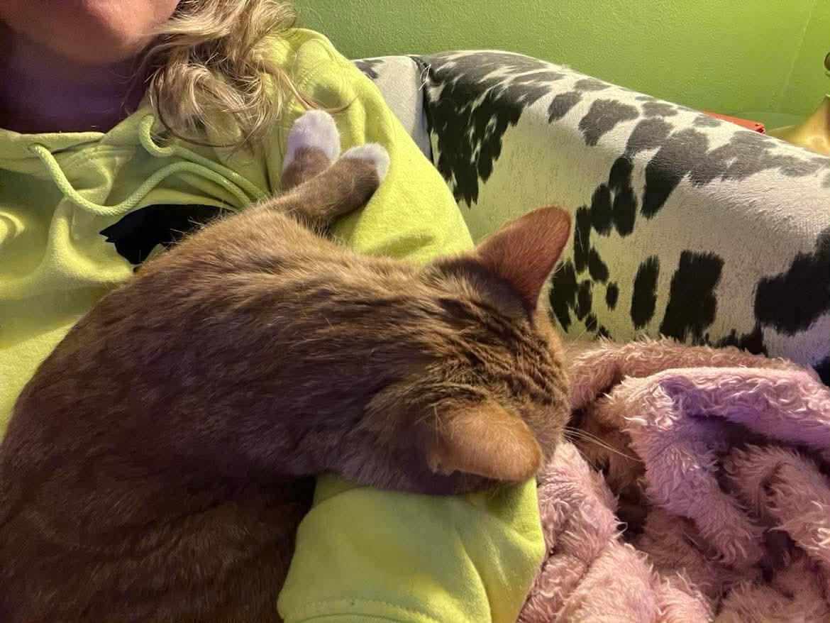 Enlarge Blondie, a Adoptable Domestic Short Hair in Milwaukee, WI image 3/4