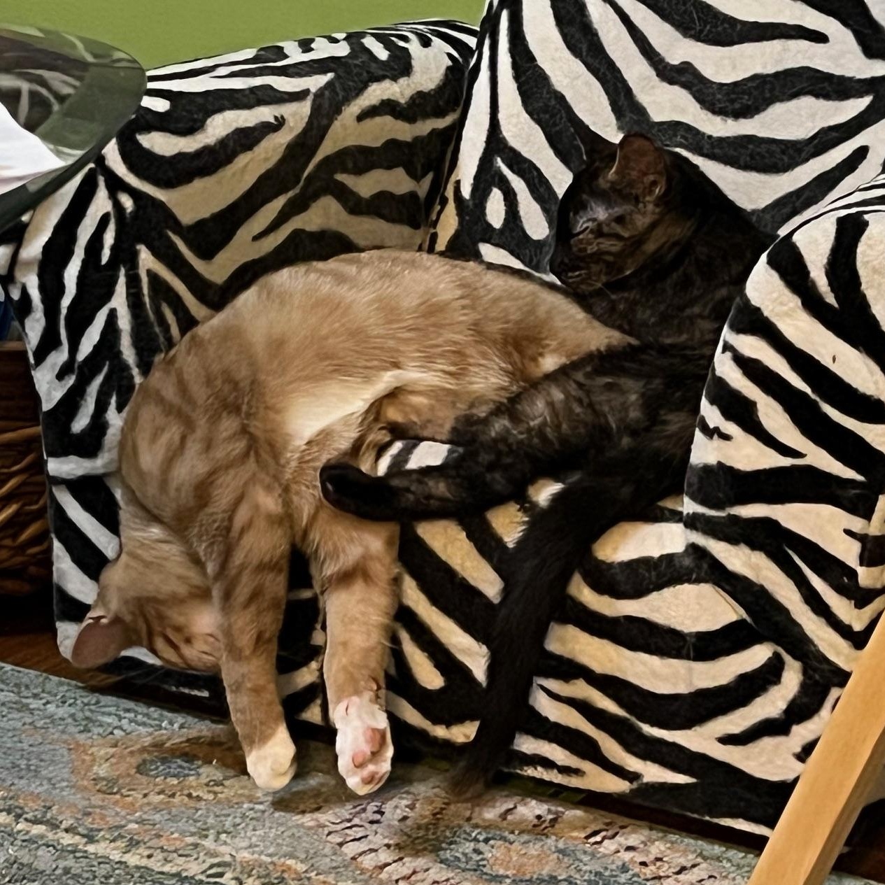 Blondie, a Adoptable Domestic Short Hair in Milwaukee, WI image 3/5