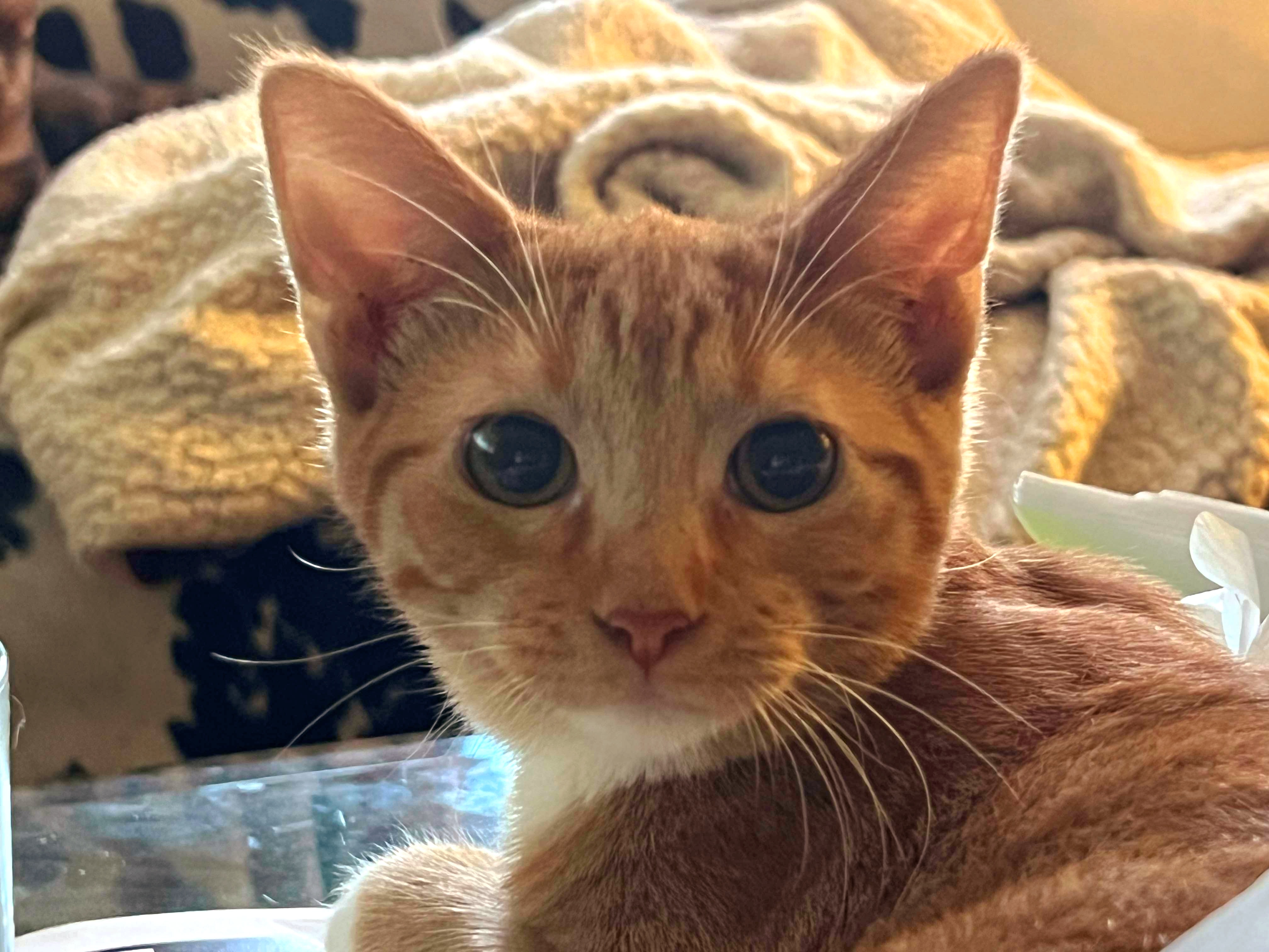 Blondie, an adoptable Domestic Short Hair in Milwaukee, WI, 53207 | Photo Image 1