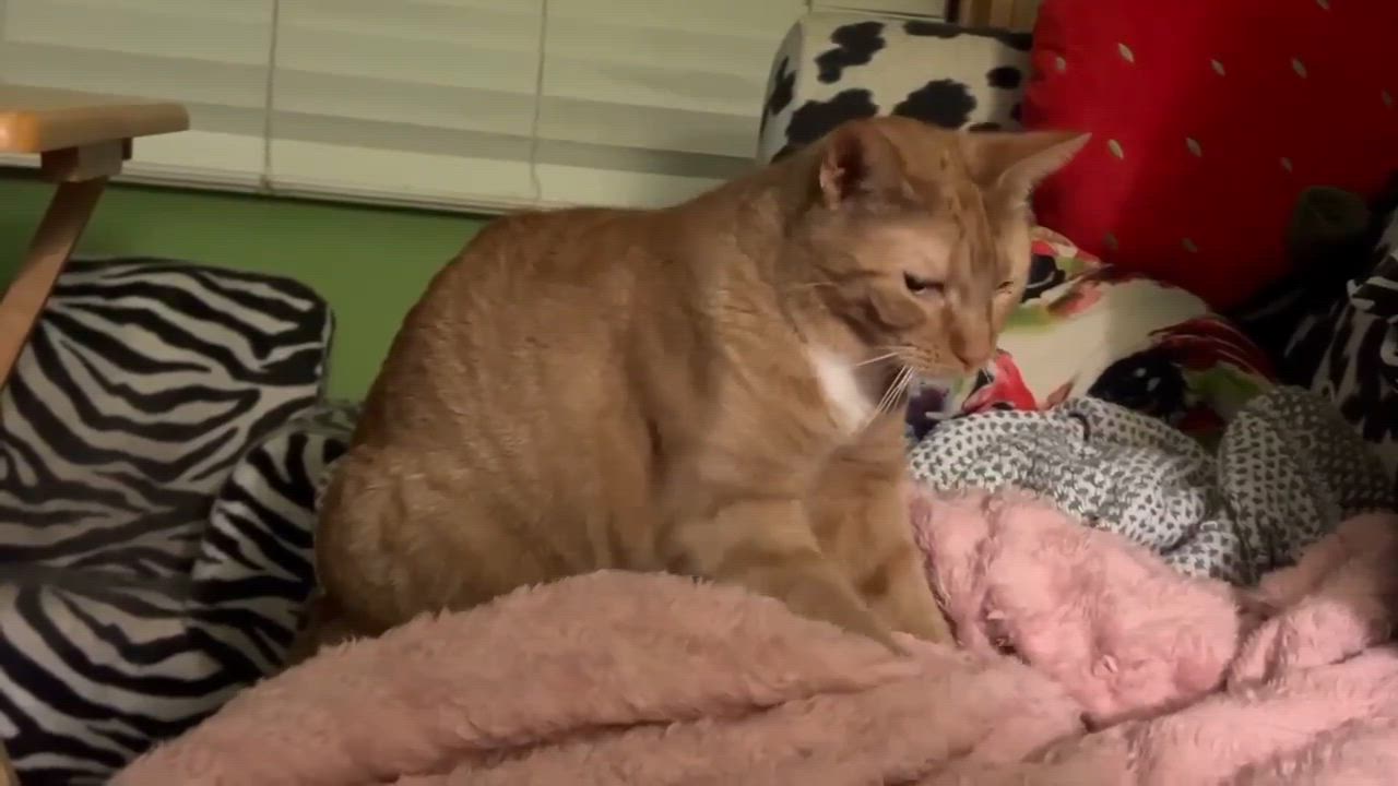 Enlarge Blondie, a Adoptable Domestic Short Hair in Milwaukee, WI video 4/4